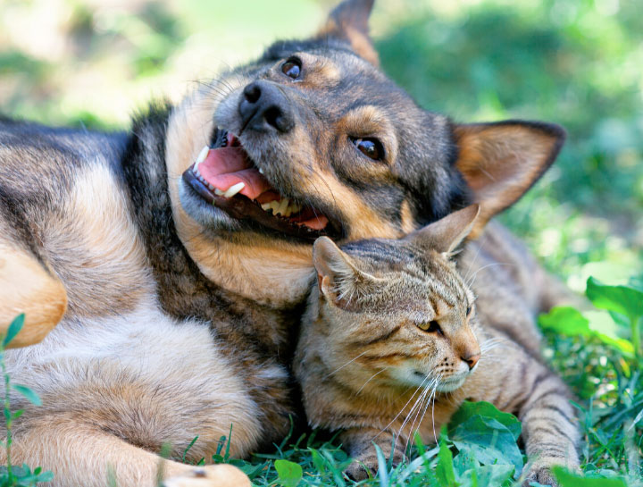 Dog Vet Care in Shirley | Cat Vet Care in Shirley